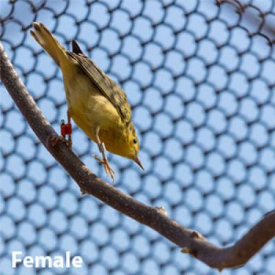 Common yellowthroat female