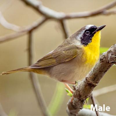 Common yellowthroat male