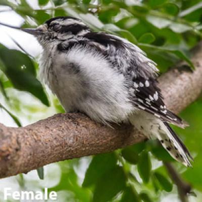 Downy Woodpecker Female