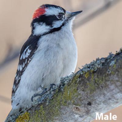 Downy Woodpecker Male