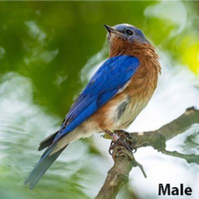  Eastern bluebird male