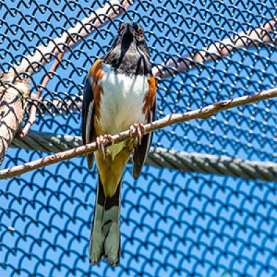 Eastern towhee