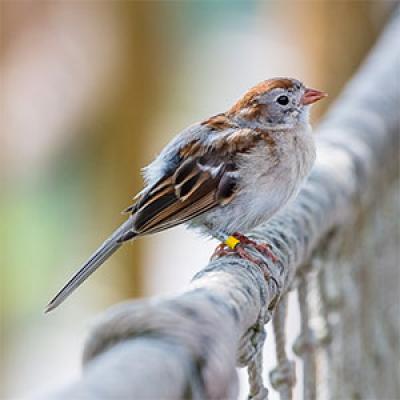 Field sparrow