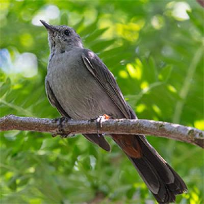 Gray Catbird