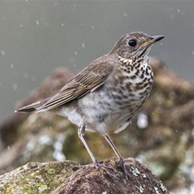 Grey-cheeked thrush