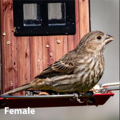 House finch female