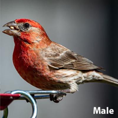 House finch male