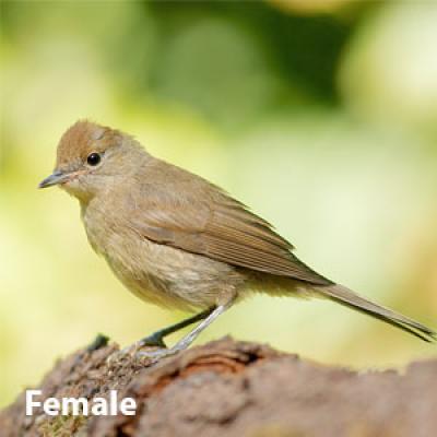 Indigo bunting female