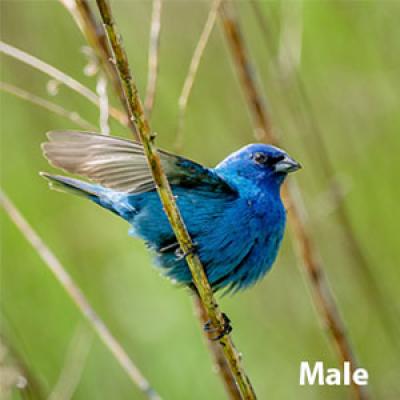 Indigo bunting male