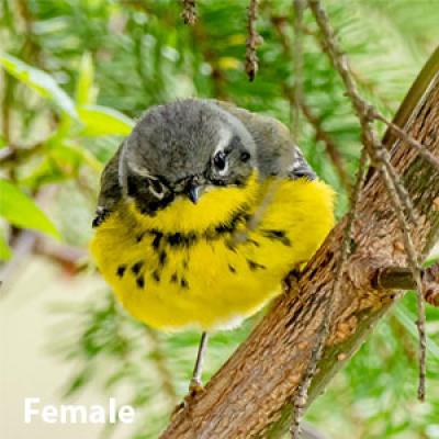 Magnolia warbler female