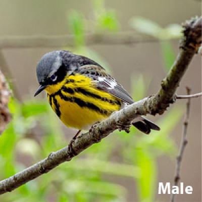 Magnolia warbler male