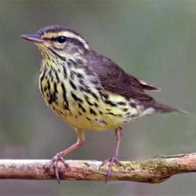 Northern waterthrush