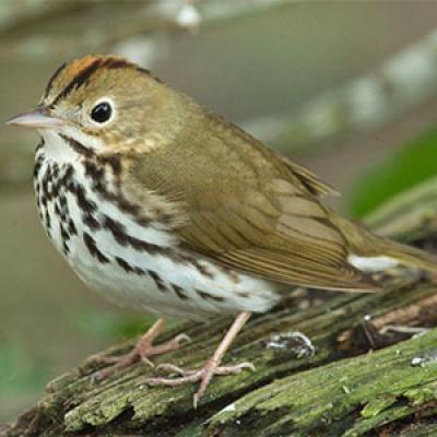 Ovenbird