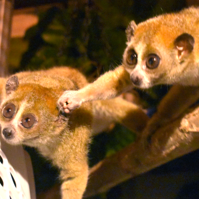 Pygmy slow loris brothers