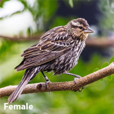 Red-winged blackbird female