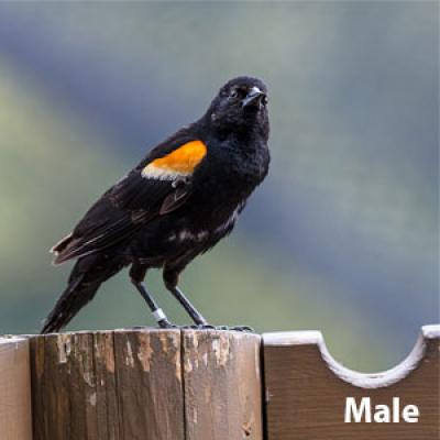 Red-winged blackbird male