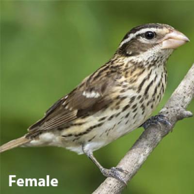 Rose-breasted grosbeak female