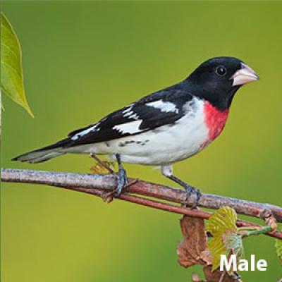 Rose-breasted grosbeak male