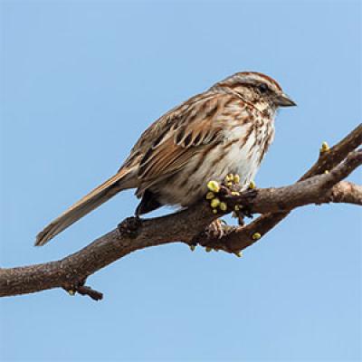 Song sparrow