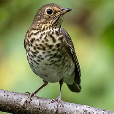 Swainson's thrush