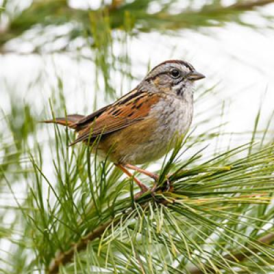 Swamp sparrow