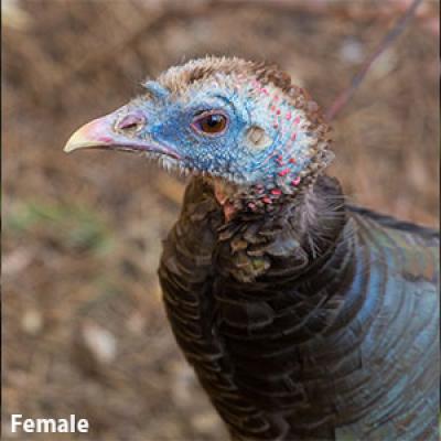 Wild Turkey Female