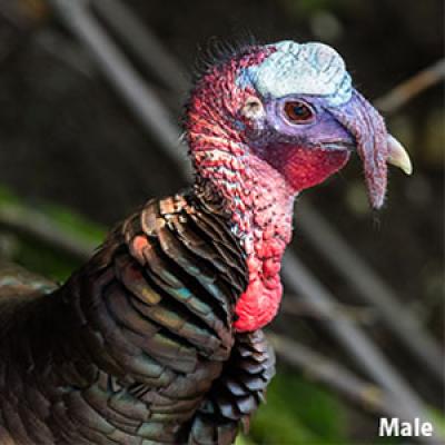 Wild Turkey Male