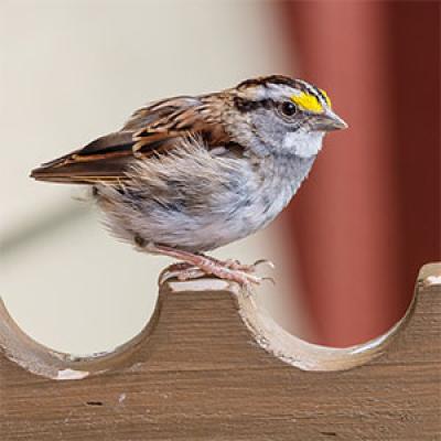 White-throated sparrow