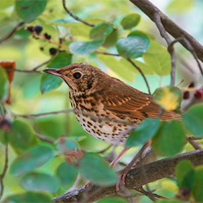 Wood thrush