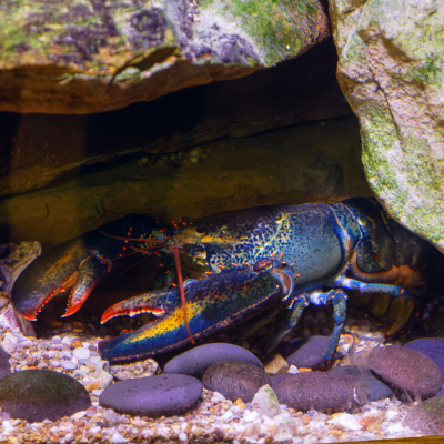 Clawdia the blue American Lobster
