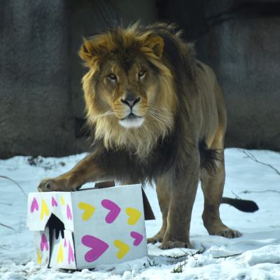 Male lion with Valentine's themed enrichment