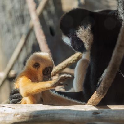 Gibbons