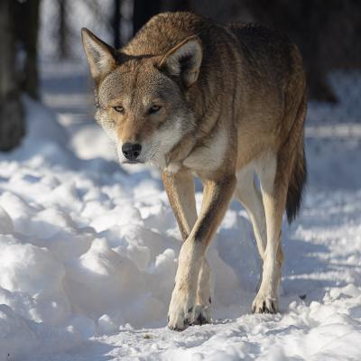 red wolf