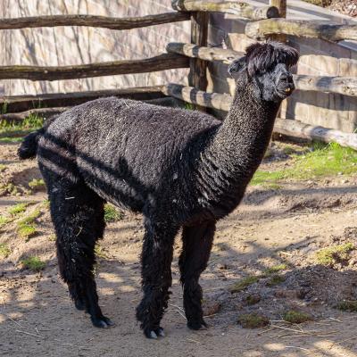 Noel - Alpaca at The Akron Zoo