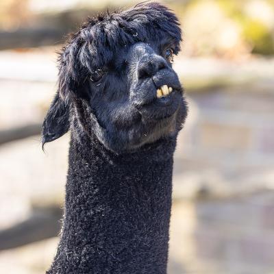 Noel - Alpaca at The Akron Zoo