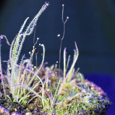 Dew-Thread Sundew