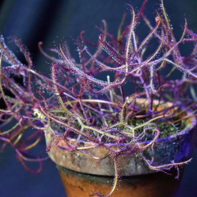 Staghorn Sundew