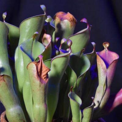 Sun Pitcher plant