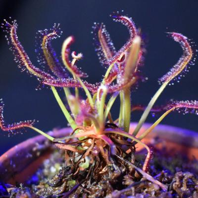 Cape Sundew