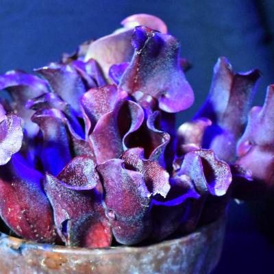 Purple Pitcher Plant