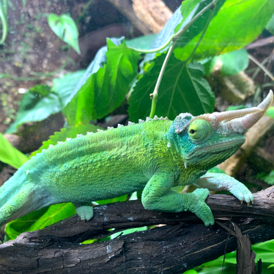 Hiccup - Jackson's Chameleon at the Akron Zoo