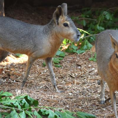 Bonita and Bettina