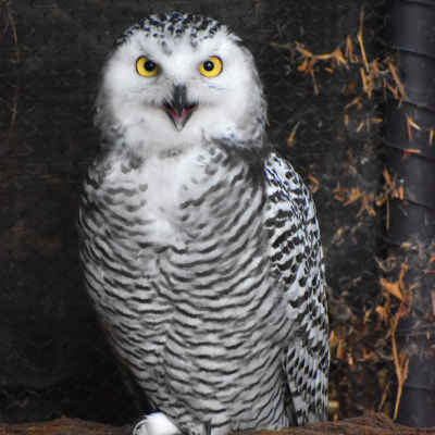 Snowy owlet female