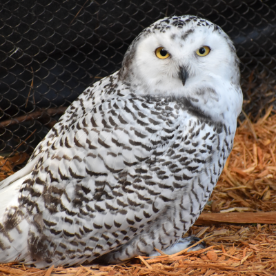 Snowy owlet male