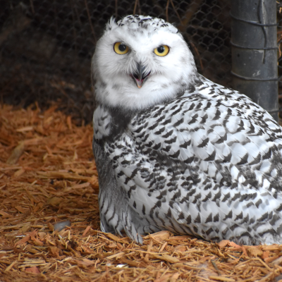 Snowy owlet male