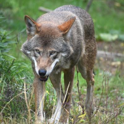 red wolf