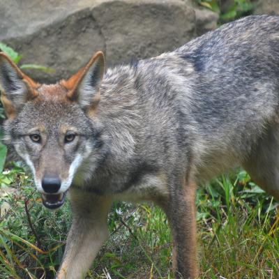 red wolf pup