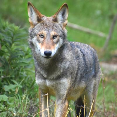 red wolf pup 2