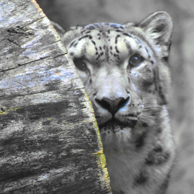 Tai the snow leopard