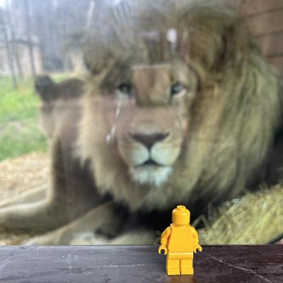lego and lion
